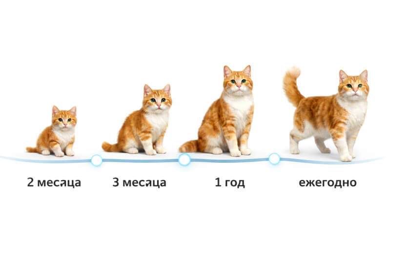 Календарь вакцинации котенка в виде таймлайна: 2 месяца → 3 месяца → 1 год → ежегодно